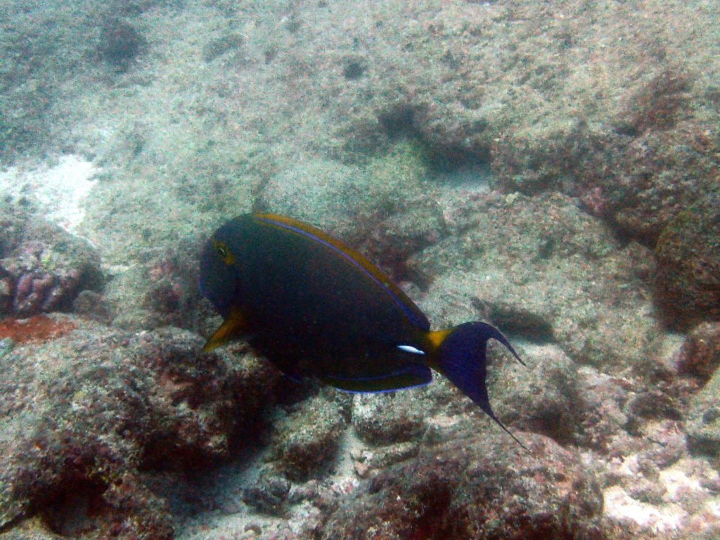 Acanthurus xanthopterus