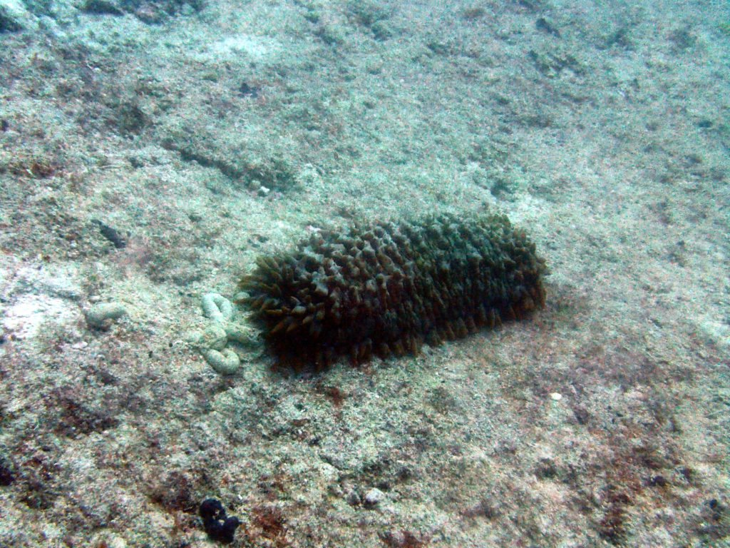 Thelenota ananas