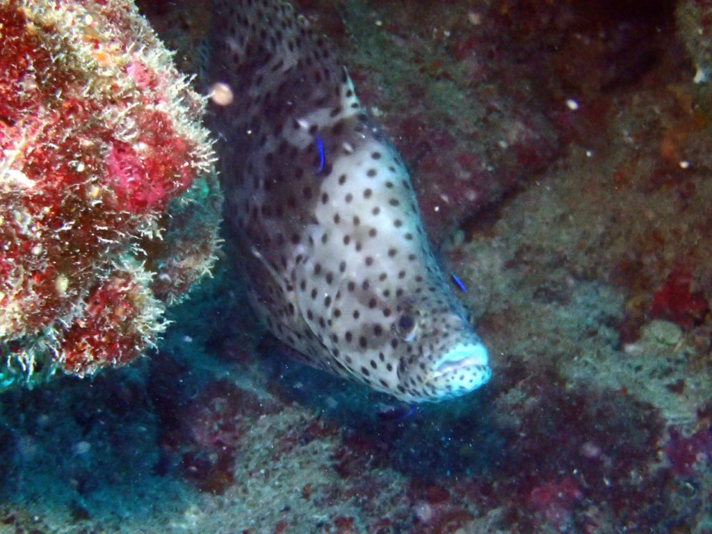 Cromileptes altivelis