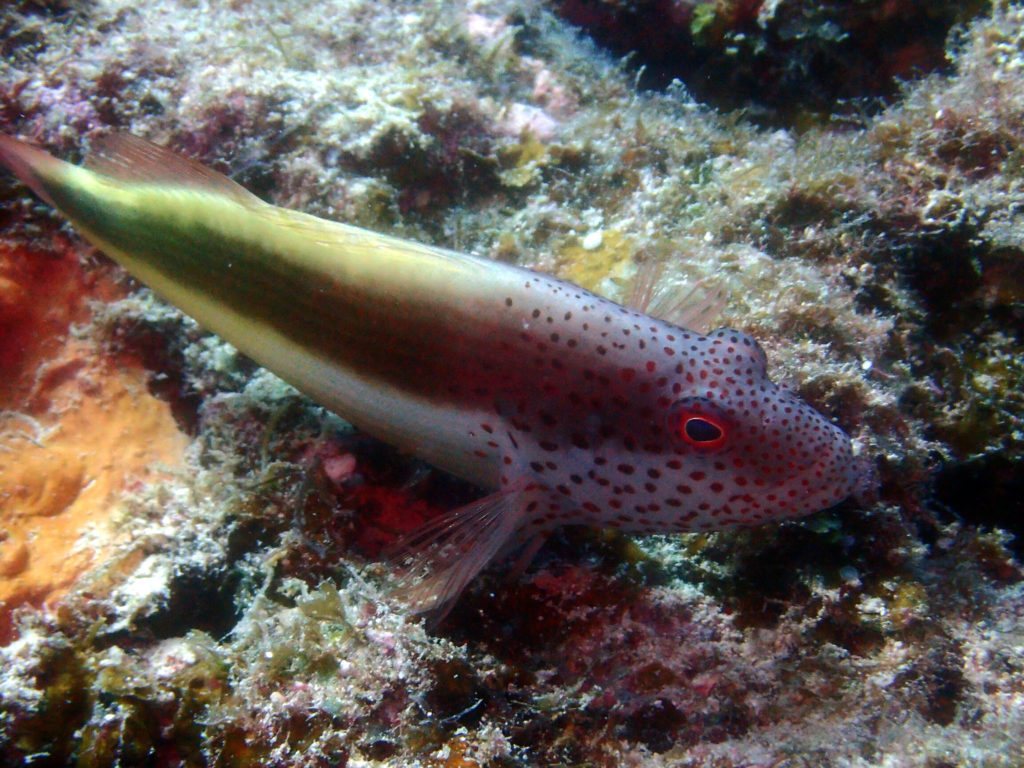 Poissons osseux