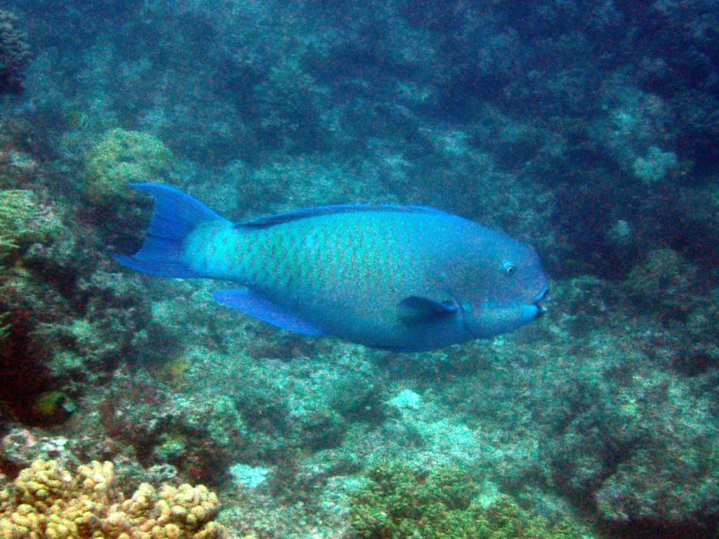 Chlorurus microrhinos