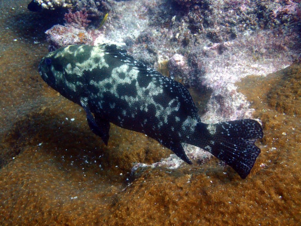 Epinephelus polyphekadion