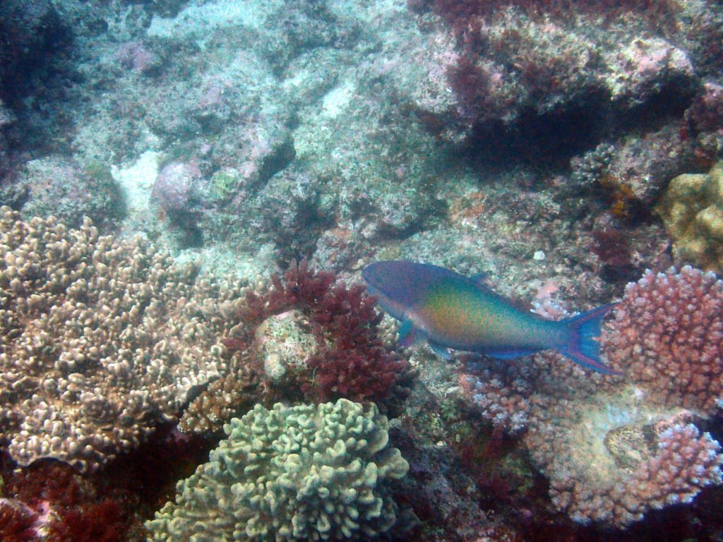 Scarus forsteni