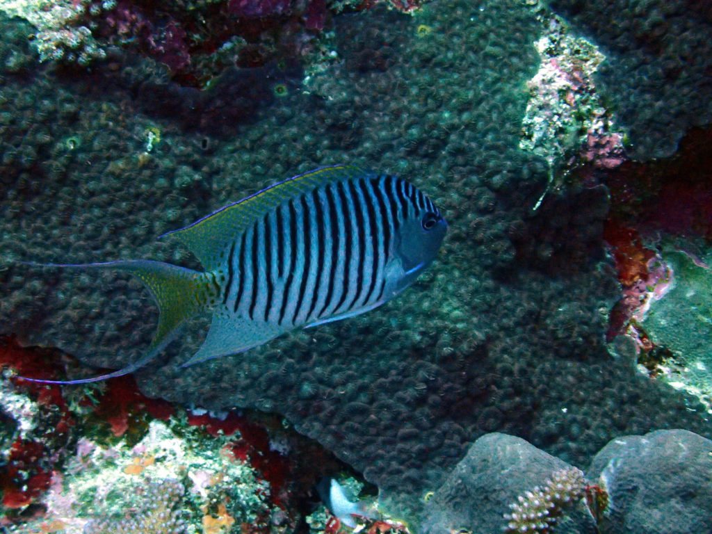 Genicanthus melanospilos