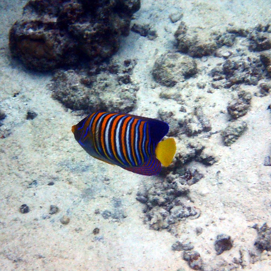 Pygoplites diacanthus