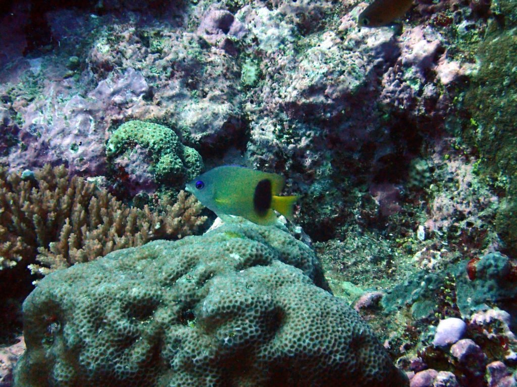 Plectroglyphidodon johnstonianus
