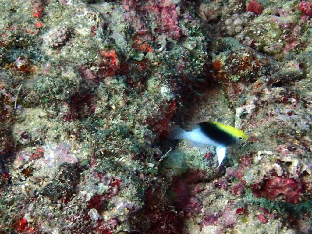 Chrysiptera rollandi