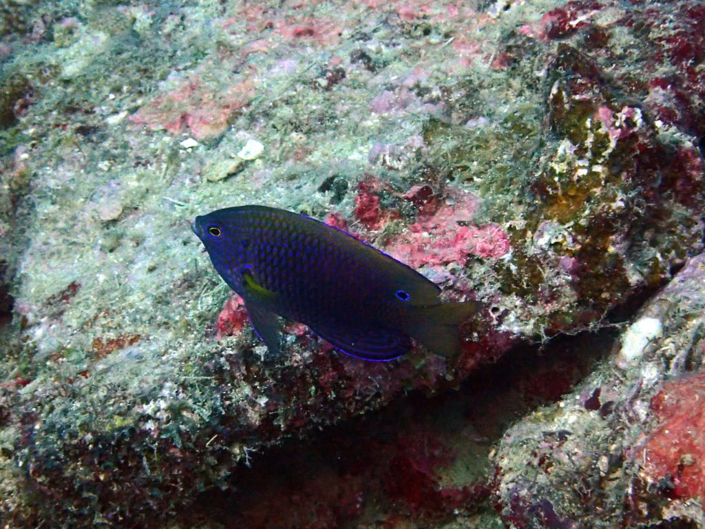 Pomacentrus vaiuli