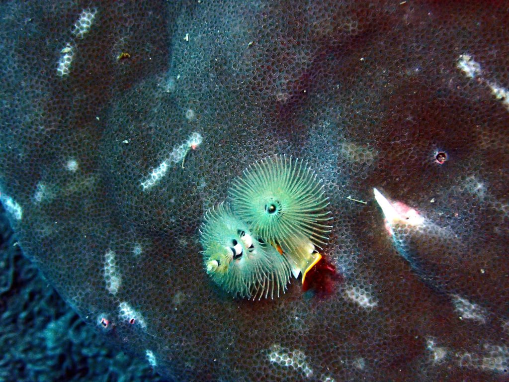 Organismes vermiformes