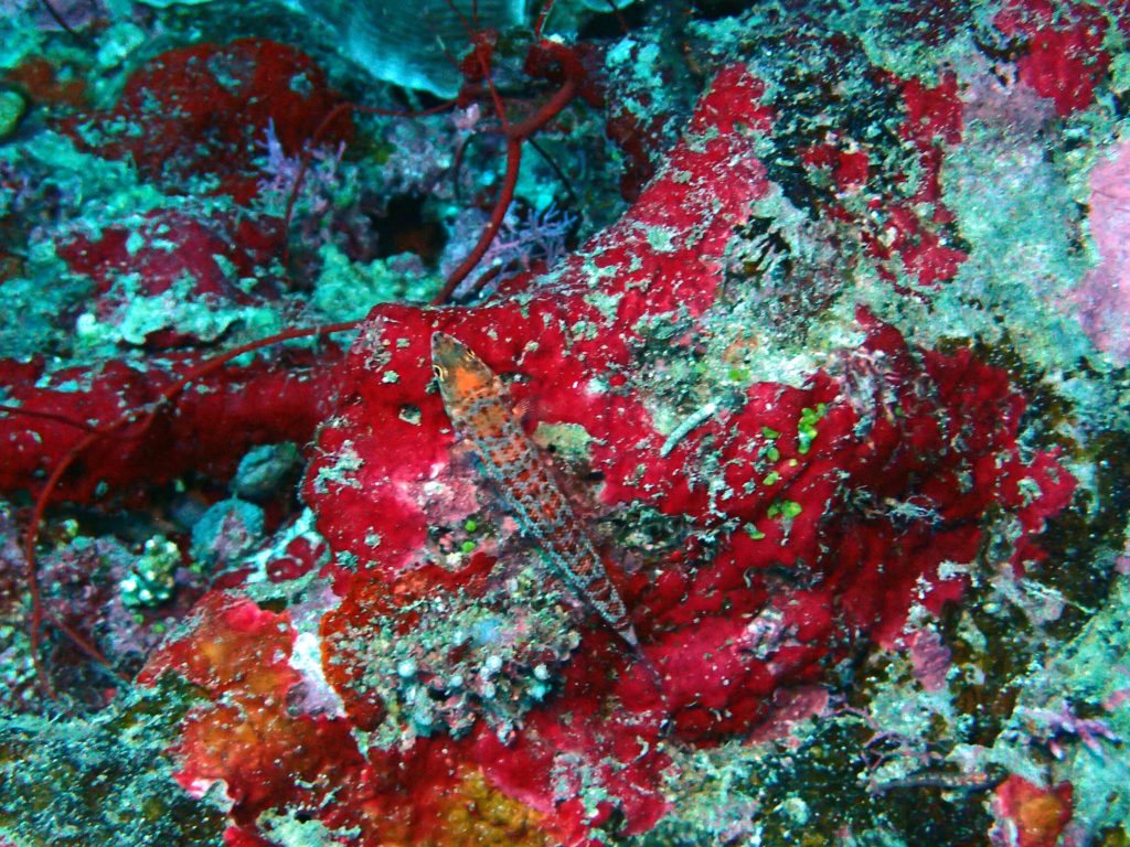 Synodus rubromarmoratus