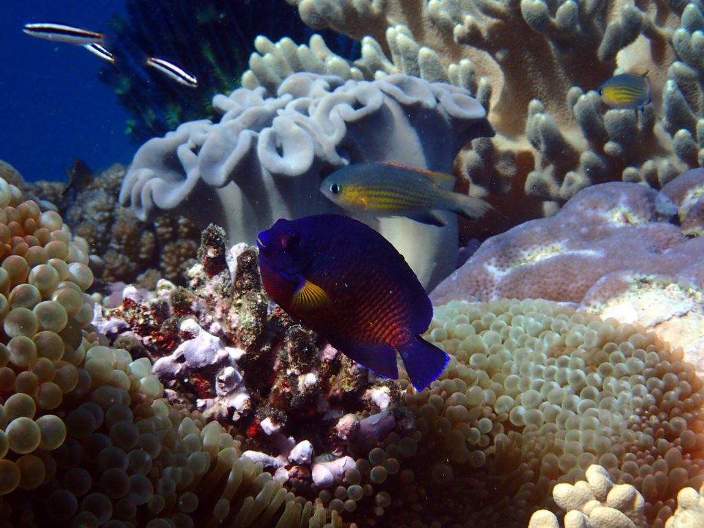 Centropyge bispinosa