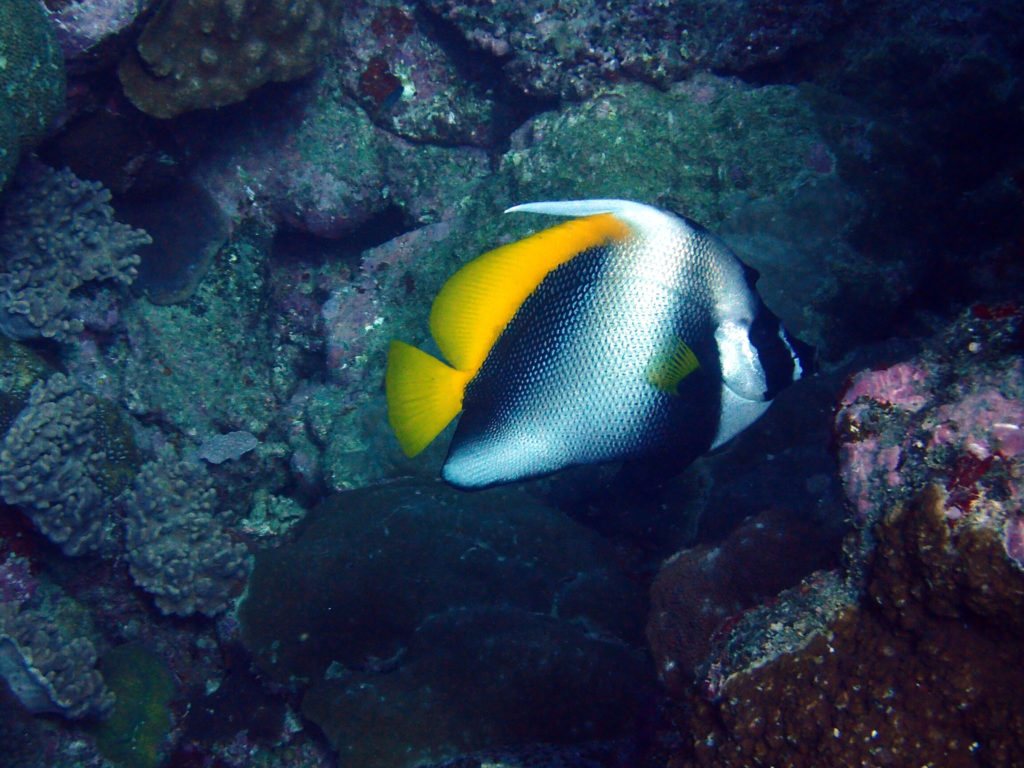 Heniochus singularius