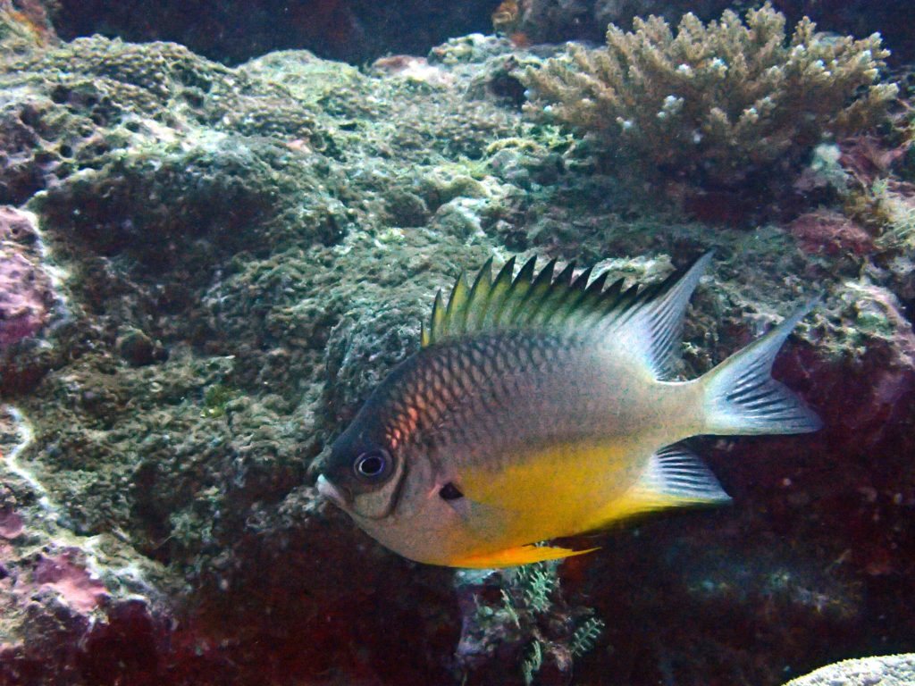 Amblyglyphidodon orbicularis