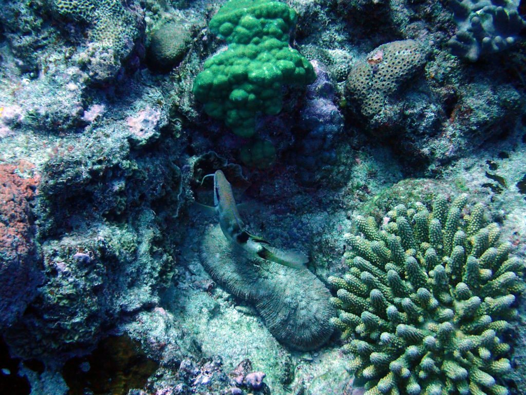 Parupeneus multifascius