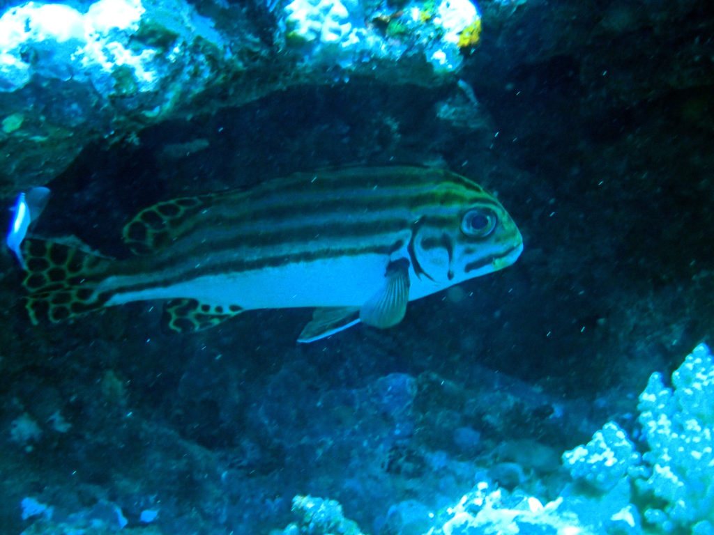 Plectorhinchus lessonii