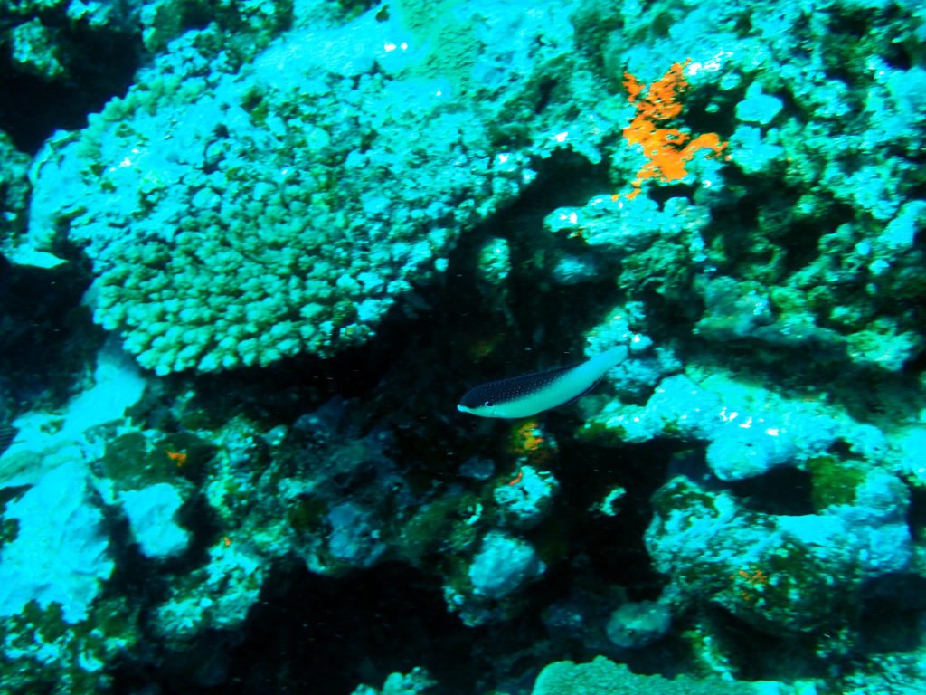 Anampses neoguinaicus
