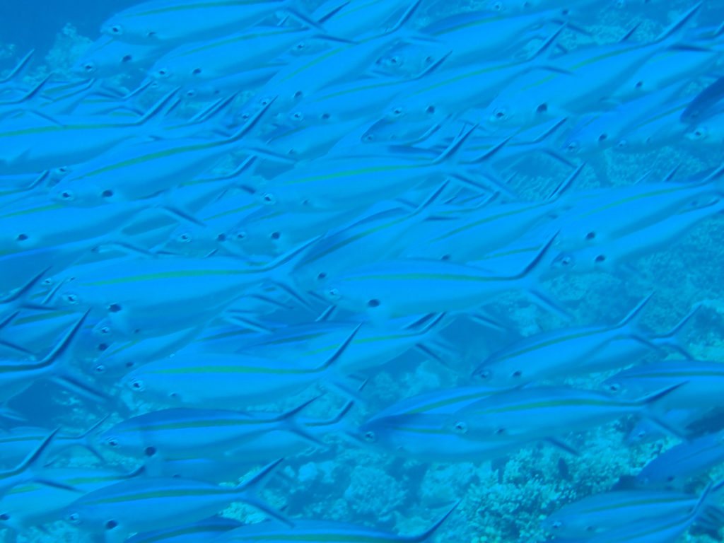Caesio caerulaurea