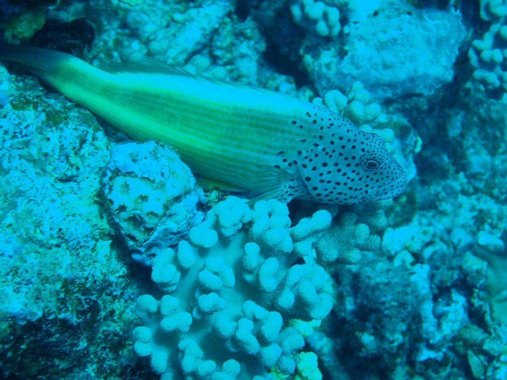 Paracirrhites forsteri