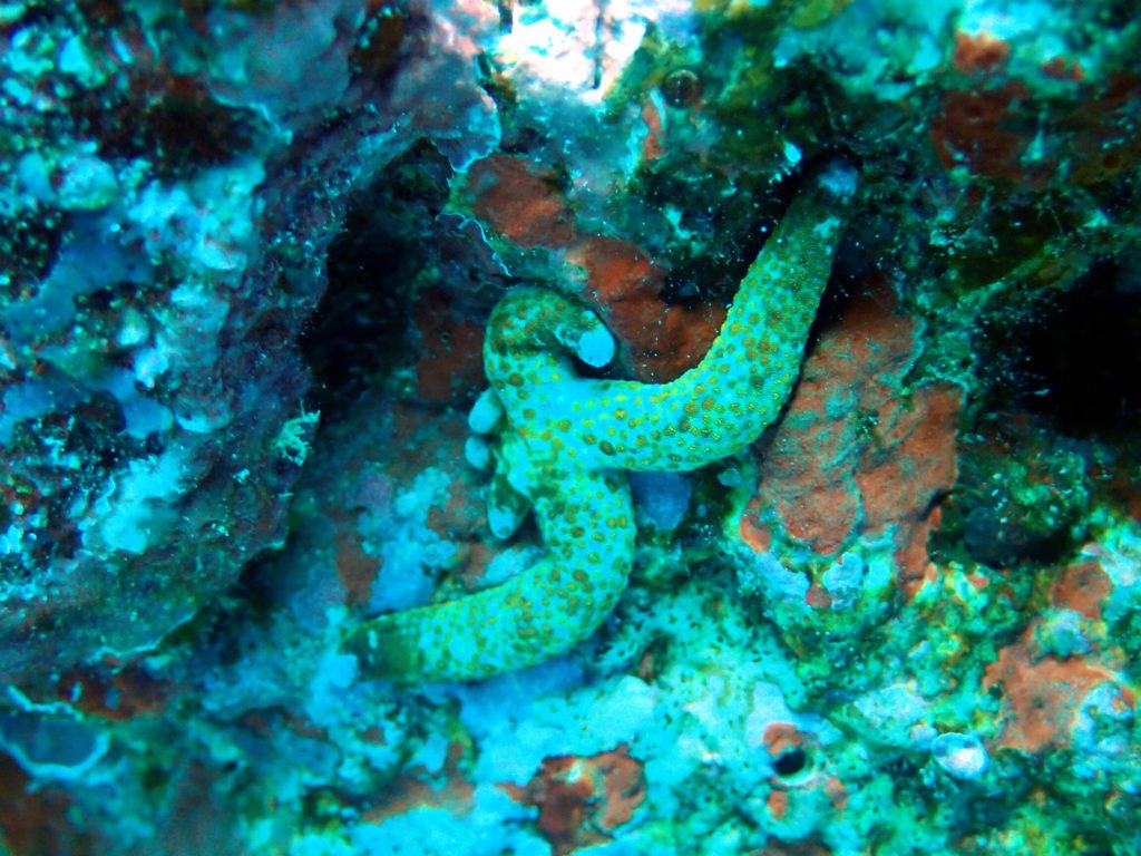 Linckia Multifora