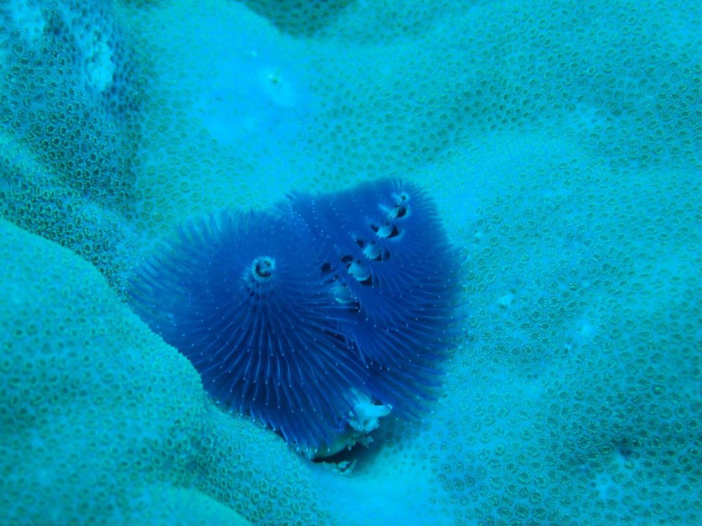Spirobranchus corniculatus