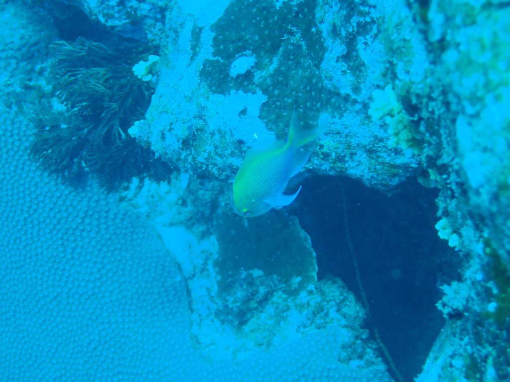 Pseudanthias pascalus