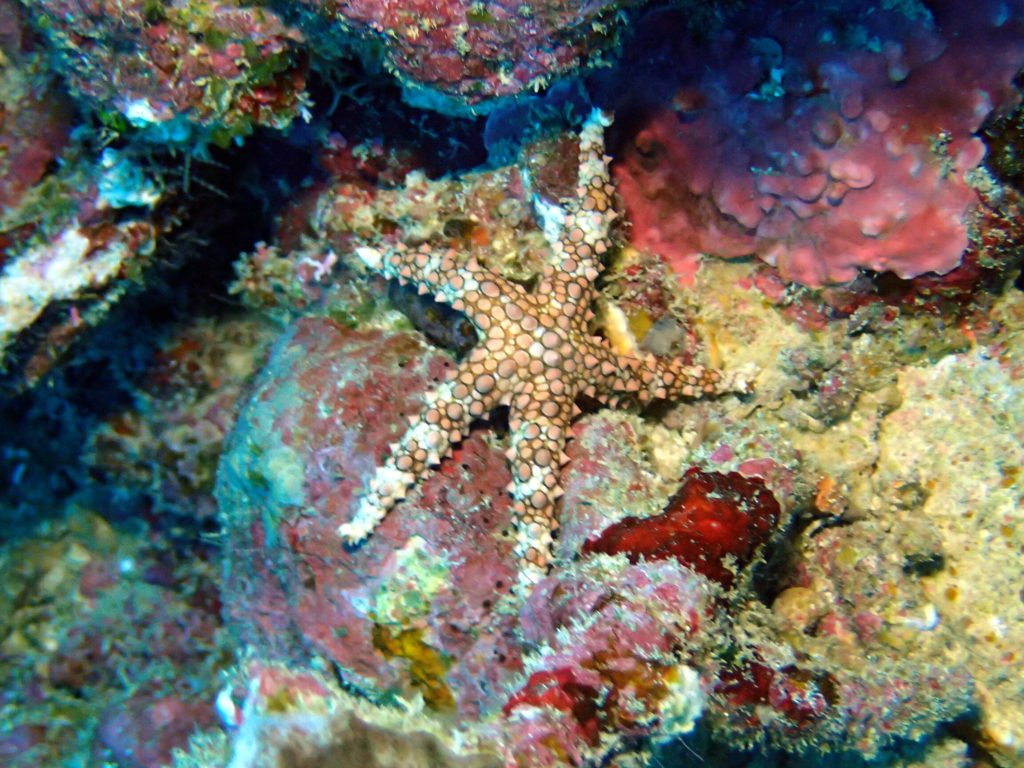Gomophia egyptiaca