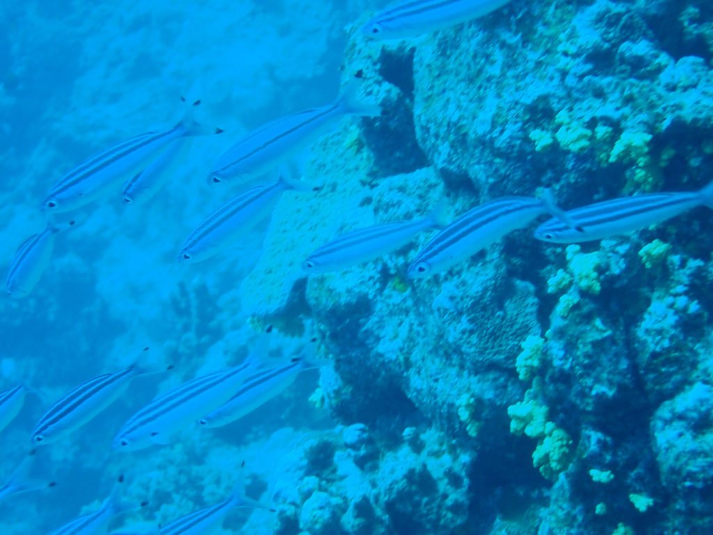 Pterocaesio trilineata