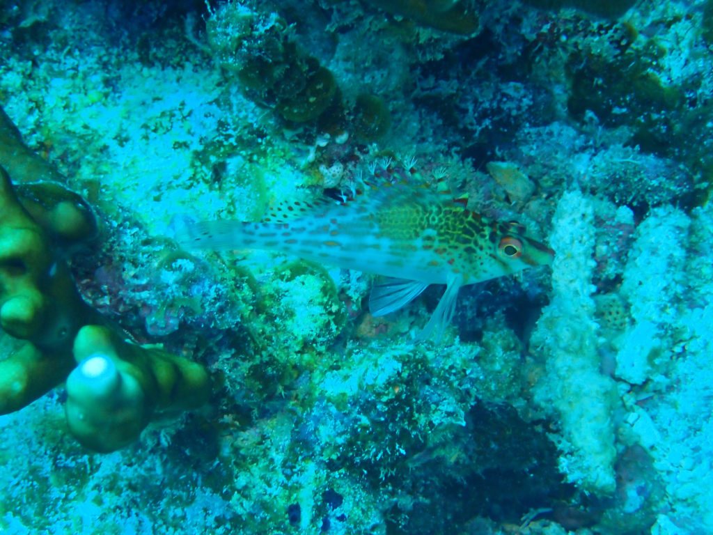 Cirrhitichthys falco