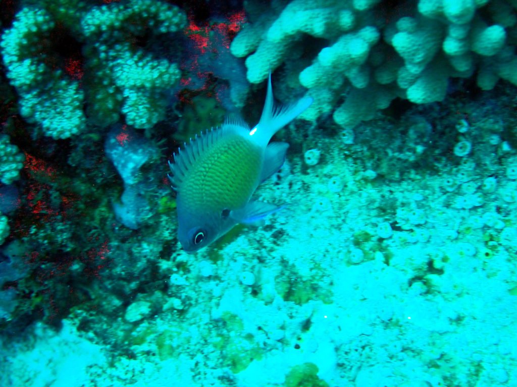 Chromis chrysura