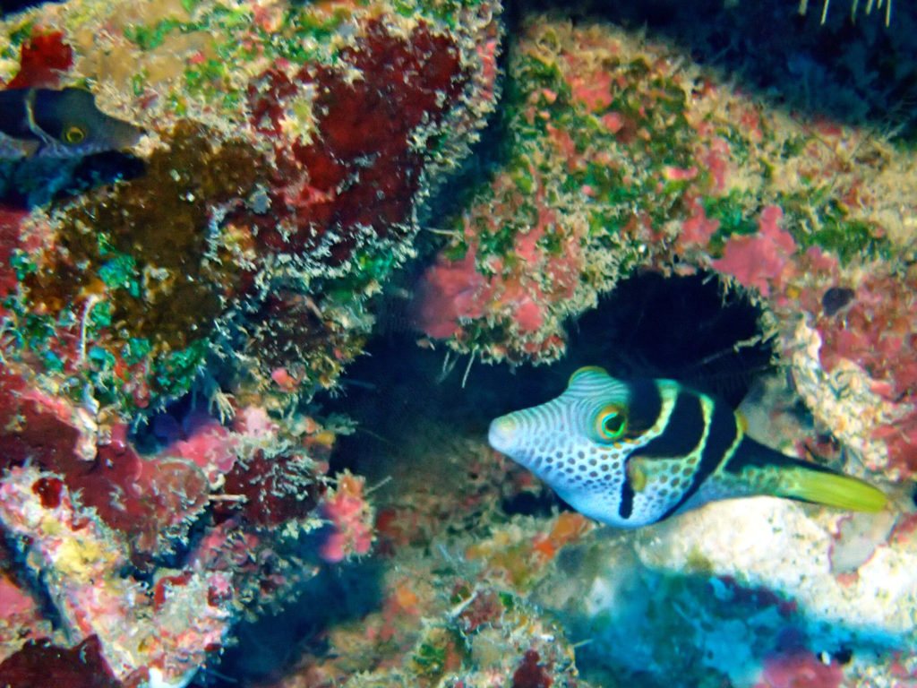 Canthigaster valentini