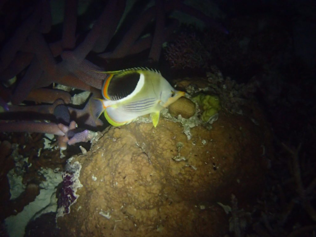 Chaetodon ephippium