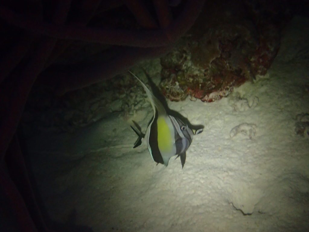 Zanclus cornutus