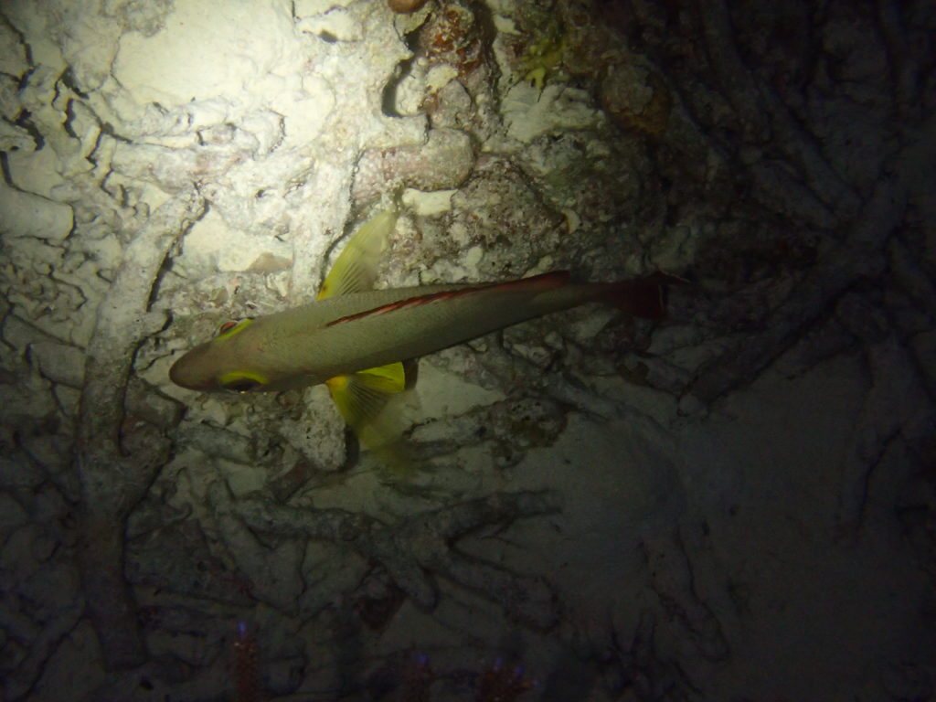 Lutjanus fulvus