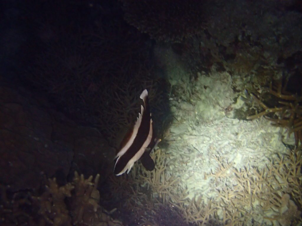 Heniochus chrysostomus