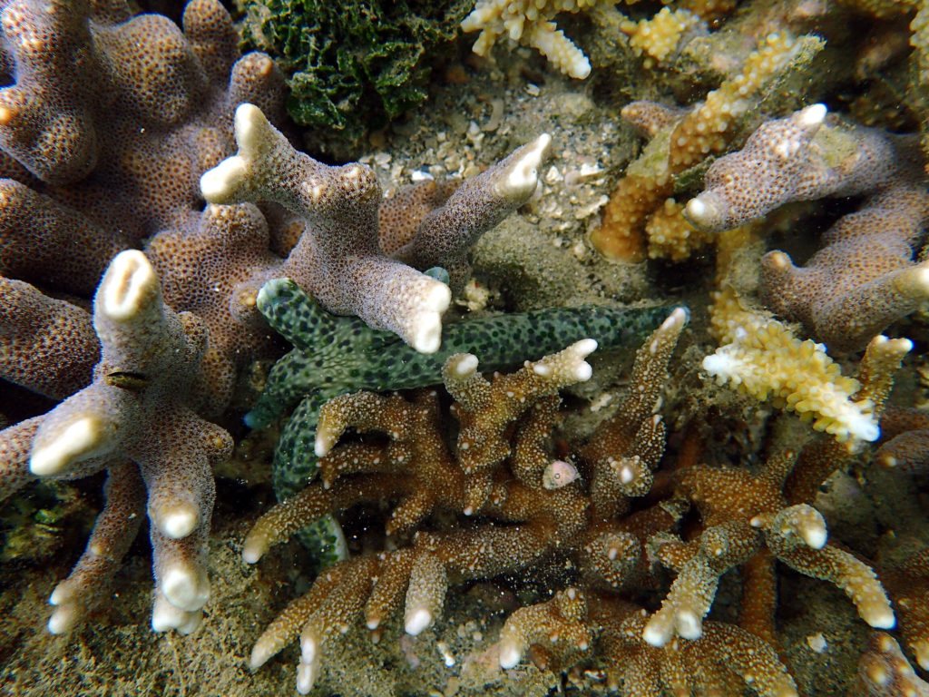 Linckia guildingi