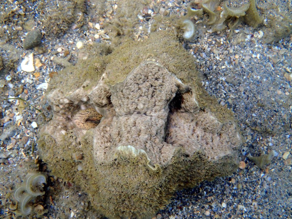 Tridacna crocea