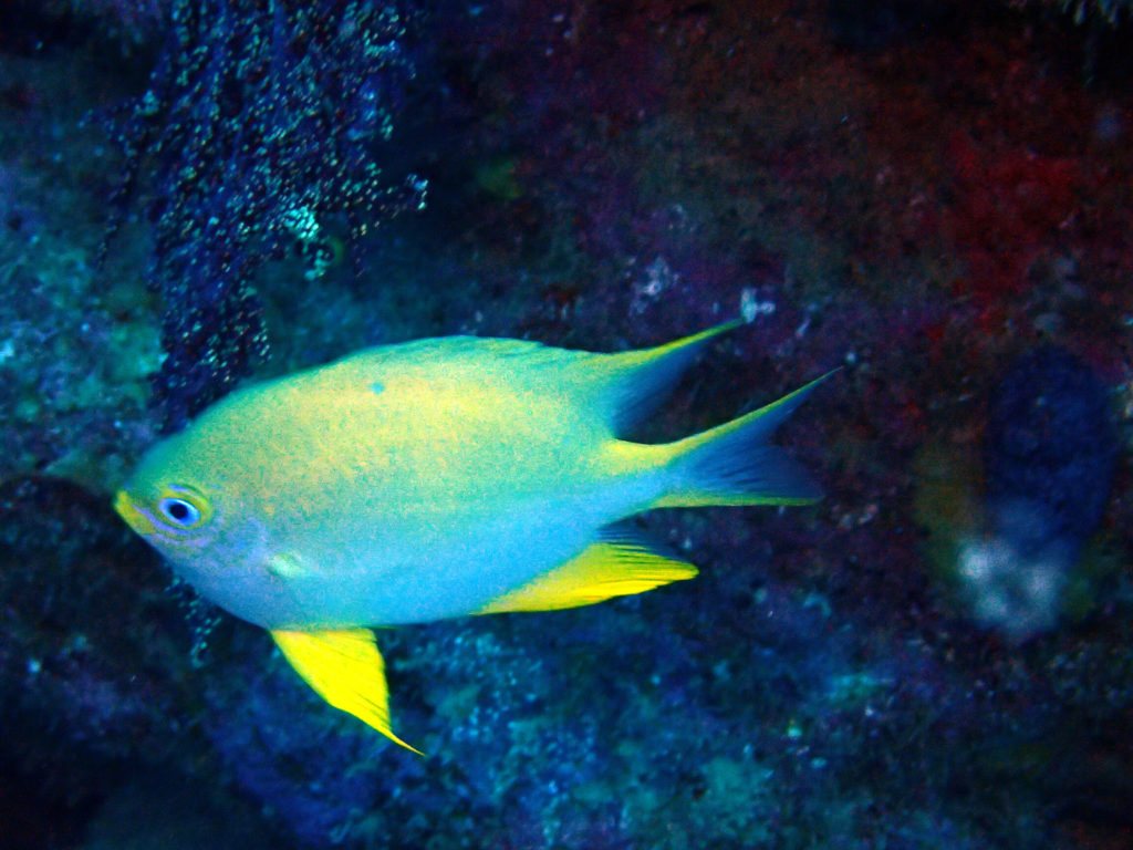 Amblyglyphidodon aureus