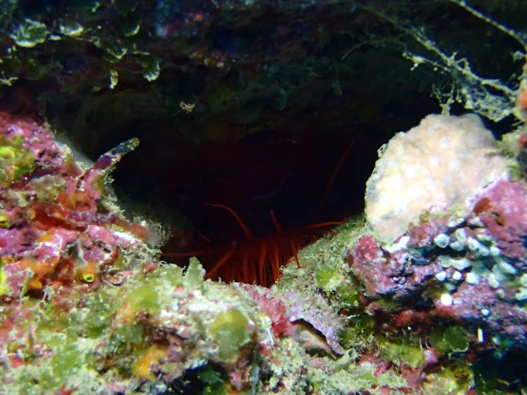 Ctenoides ales