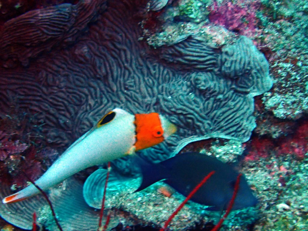 Cetoscarus ocellatus
