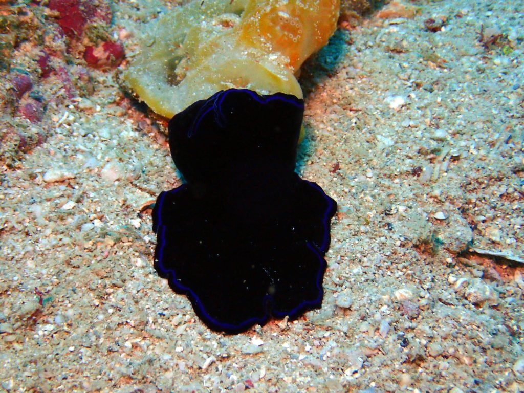 Pseudoceros sapphirinus