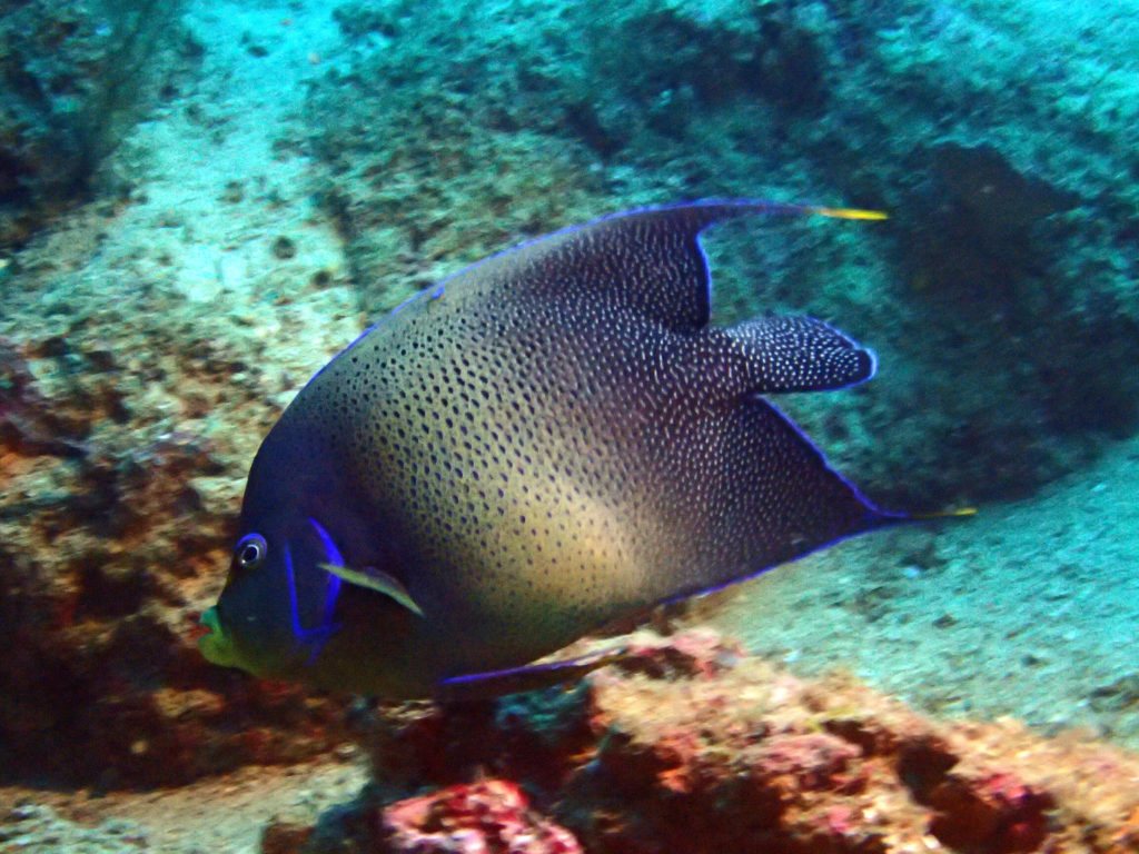 Pomacanthus semicirculatus