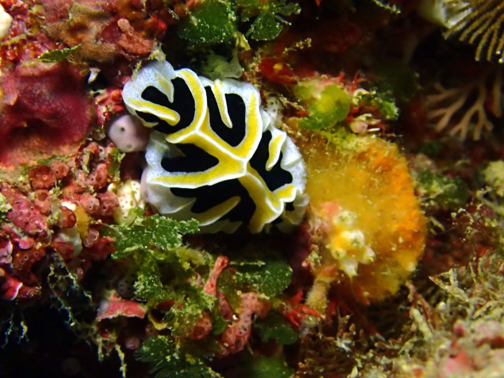 Mollusques