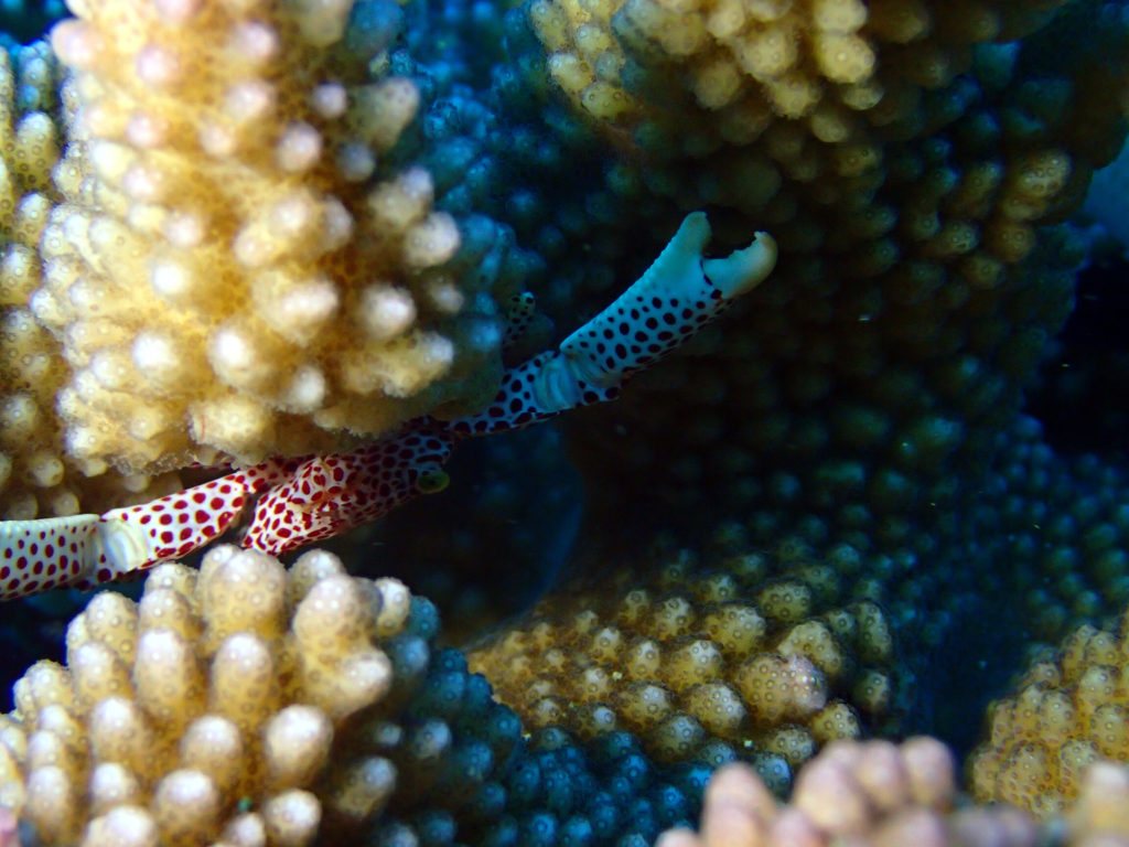 Trapezia rufopunctata