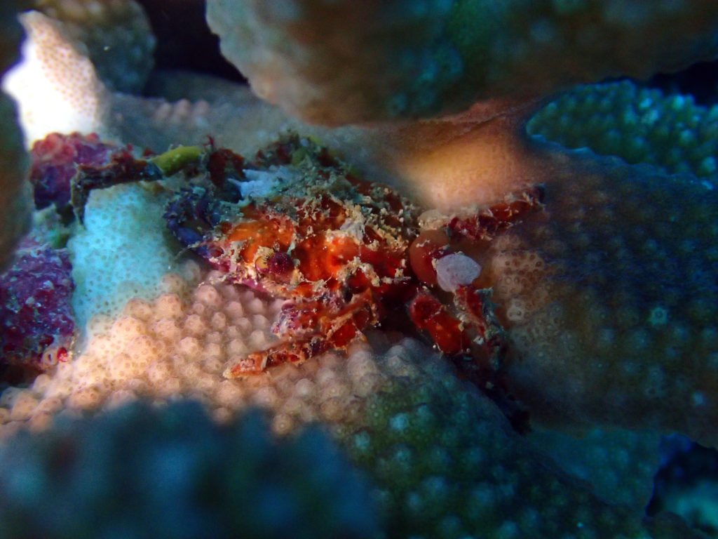 Crabe