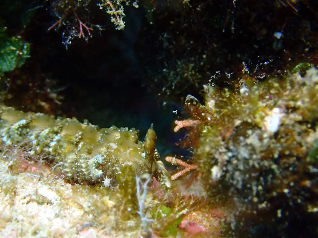 Pteraeolidia ianthina