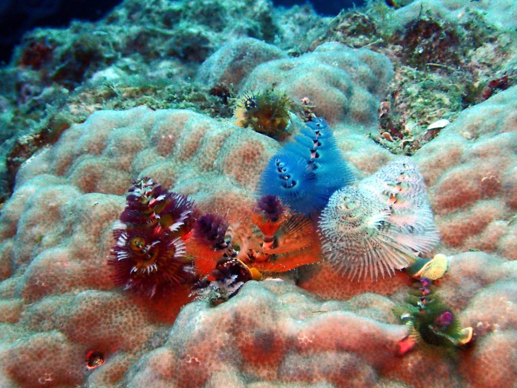 Spirobranchus corniculatus
