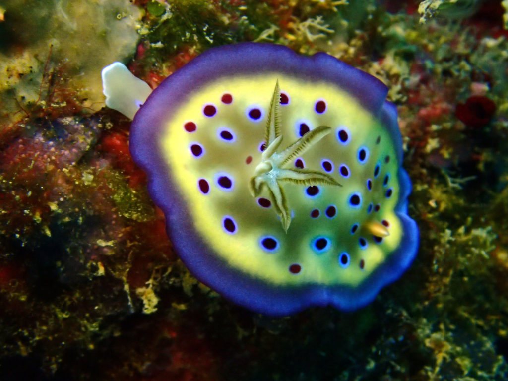 Goniobranchus kuniei