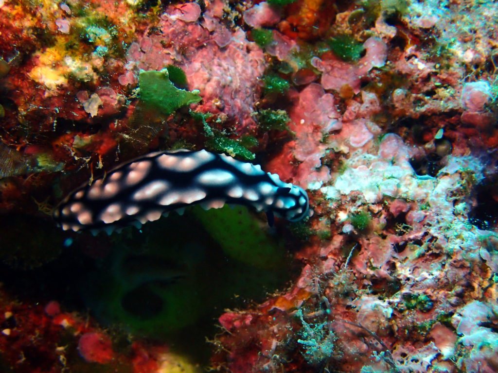 Phyllidiella pustulosa