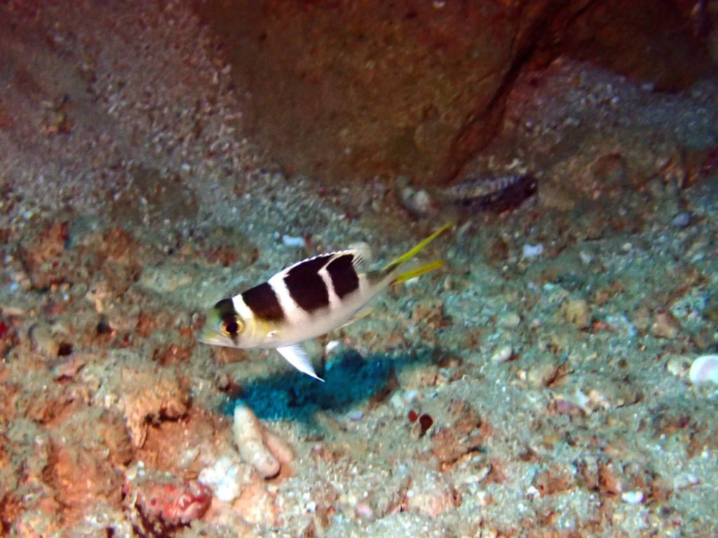 Monotaxis grandoculis