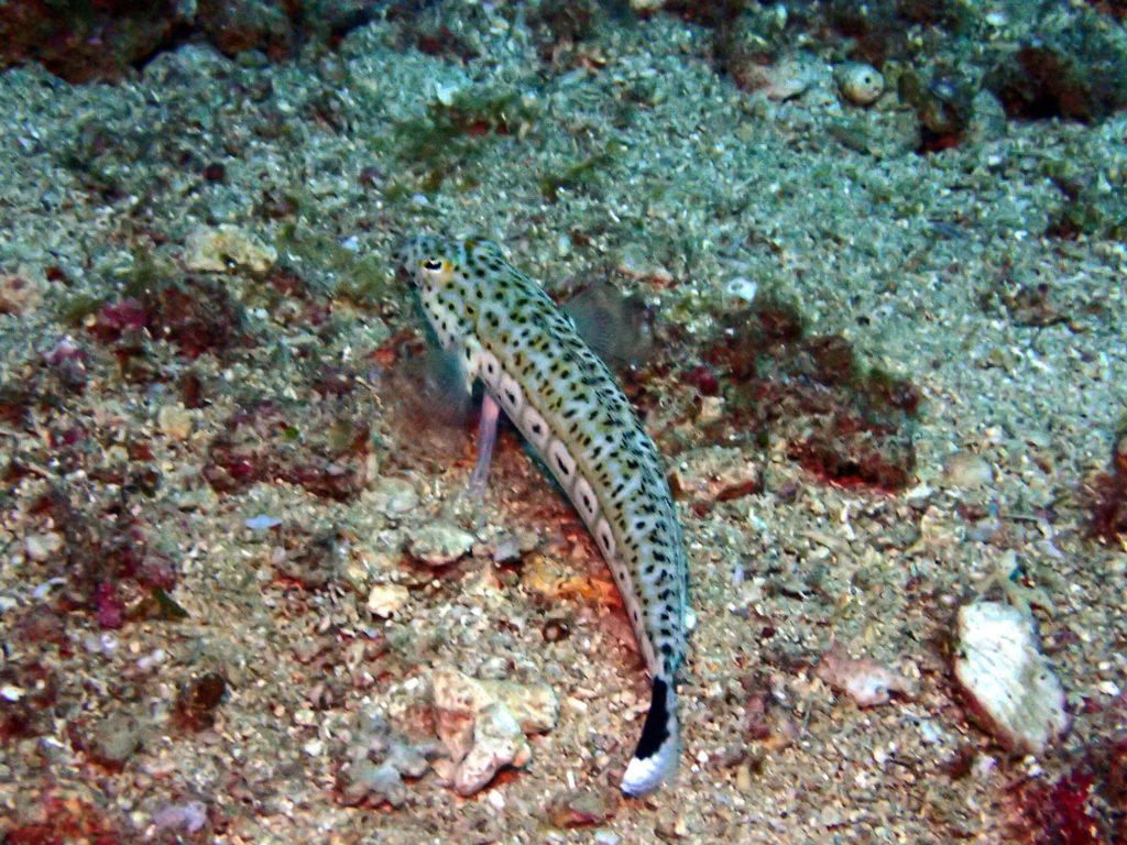 Parapercis hexophtalma